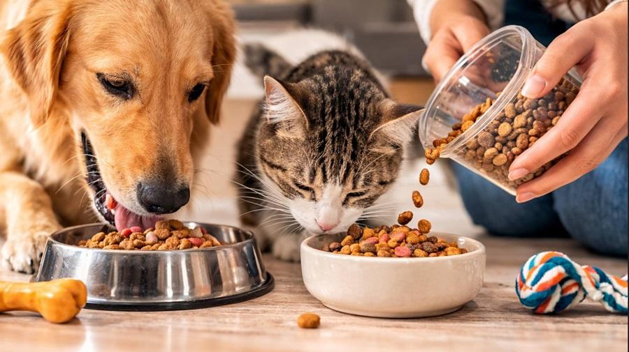Proteja o seu pet contra os maus-tratos: conheça as leis que garantem a defesa dos animais
